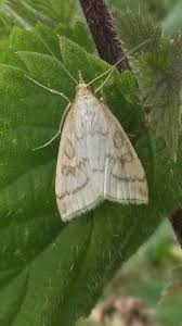 Attēlu rezultāti vaicājumam “Udea lutealis”