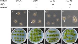 Attēlu rezultāti vaicājumam “Campyliadelphus elodes”