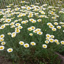 Image result for Färberkamille