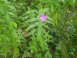 Attēlu rezultāti vaicājumam “Epilobium roseum”