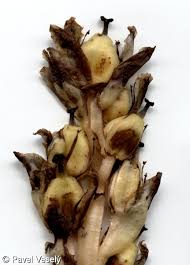 Attēlu rezultāti vaicājumam “Monotropa hypopitys fruit”