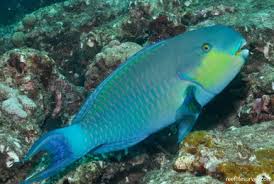 Image result for Scarus zelindae