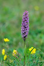 Attēlu rezultāti vaicājumam “Gymnadenia conopsea fruit”