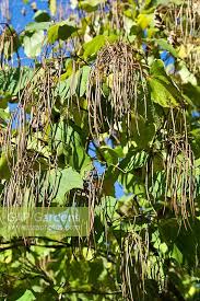Attēlu rezultāti vaicājumam “Catalpa ovata fruit”