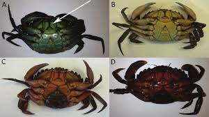Image result for Carcinus maenas