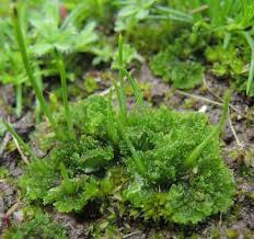 Attēlu rezultāti vaicājumam “Phaeoceros laevis subsp. carolinianus”