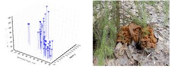 Attēlu rezultāti vaicājumam “Gyromitra gigas”