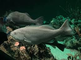 Image result for Mycteroperca microlepis