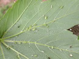 Attēlu rezultāti vaicājumam “Drepanosiphum platanoidis exuvia”