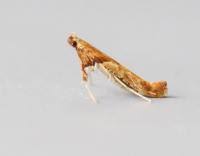 Attēlu rezultāti vaicājumam “Caloptilia hemidactylella”