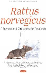 Attēlu rezultāti vaicājumam “Rattus norvegicus”