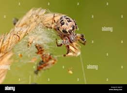 Attēlu rezultāti vaicājumam “Larinioides cornutus female”