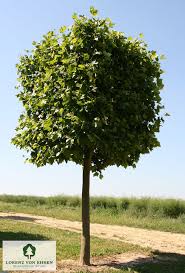 Attēlu rezultāti vaicājumam “Platanus x hispanica (syn. Platanus x acerifolia)”