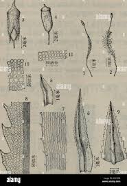 Attēlu rezultāti vaicājumam “Pogonatum dentatum”