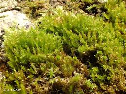 Attēlu rezultāti vaicājumam “Platygyrium repens”