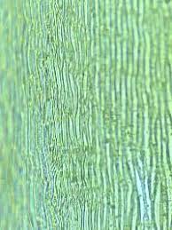 Attēlu rezultāti vaicājumam “Calliergonella lindbergii”