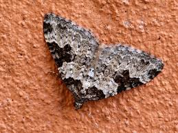 Attēlu rezultāti vaicājumam “Xanthorhoe fluctuata”