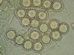 Attēlu rezultāti vaicājumam “Pachyphloeus melanoxanthus”