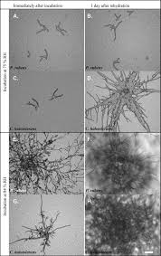 Attēlu rezultāti vaicājumam “Collaria rubens spores”