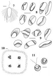 Attēlu rezultāti vaicājumam “Chaetophora pisiformis”