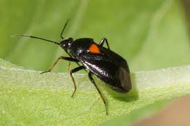 Attēlu rezultāti vaicājumam “Deraeocoris ruber imago”