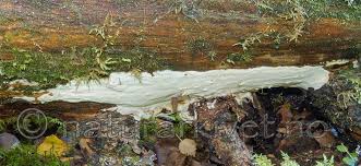 Attēlu rezultāti vaicājumam “Skeletocutis stellae”