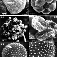 Attēlu rezultāti vaicājumam “Diderma subincarnatum spores”