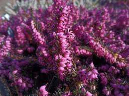 Attēlu rezultāti vaicājumam “Erica x darleyensis”