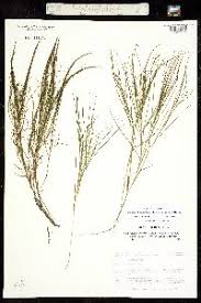 Attēlu rezultāti vaicājumam “Stuckenia filiformis flower”