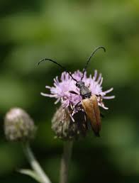 Attēlu rezultāti vaicājumam “Leptura rubra male”