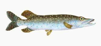 Attēlu rezultāti vaicājumam “Esox lucius”