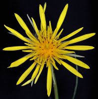 Attēlu rezultāti vaicājumam “Tragopogon pratensis subsp. pratensis bud”