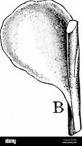Attēlu rezultāti vaicājumam “Blasia pusilla sporophyte”