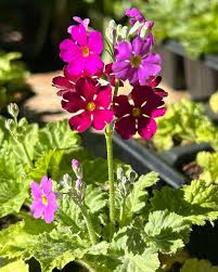Image result for Primula malacoides