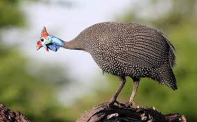 Attēlu rezultāti vaicājumam “Numida meleagris”