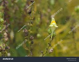 Attēlu rezultāti vaicājumam “Linaria vulgaris bud”