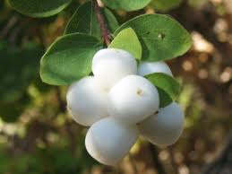 Attēlu rezultāti vaicājumam “Symphoricarpos albus”