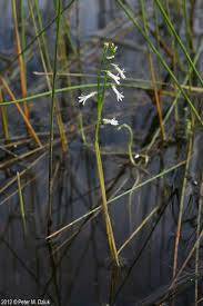 Attēlu rezultāti vaicājumam “Lobelia dortmanna flower”