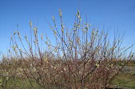 Attēlu rezultāti vaicājumam “Salix daphnoides”