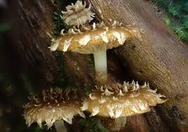 Attēlu rezultāti vaicājumam “Psathyrella sp.”