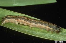 Attēlu rezultāti vaicājumam “Noctuidae”