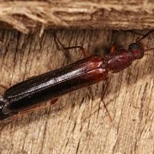 Attēlu rezultāti vaicājumam “Lymexylidae”