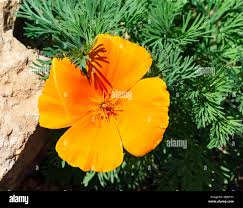 Attēlu rezultāti vaicājumam “Eschscholzia californica leaf”