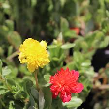 Attēlu rezultāti vaicājumam “Portulaca oleracea flower”