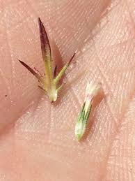 Attēlu rezultāti vaicājumam “Polemoniaceae”