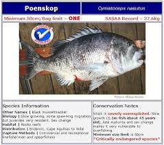 Image result for Cymatoceps nasutus