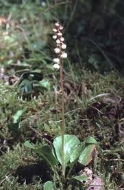 Attēlu rezultāti vaicājumam “Pyrola minor leaf”