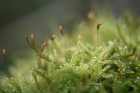 Attēlu rezultāti vaicājumam “Hypnum cupressiforme var. filiforme”