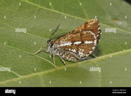 Attēlu rezultāti vaicājumam “Bupalus piniaria male”