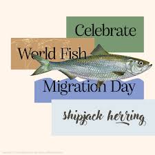 Image result for Alosa chrysochloris